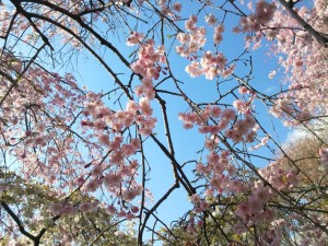 sakura