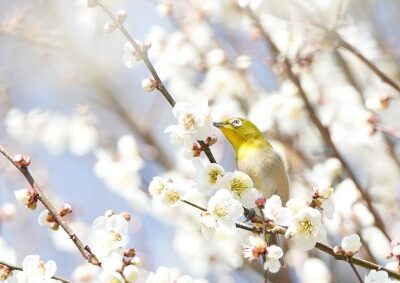初めての野鳥撮影に挑戦してきました！