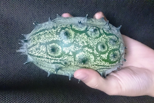 kiwano002