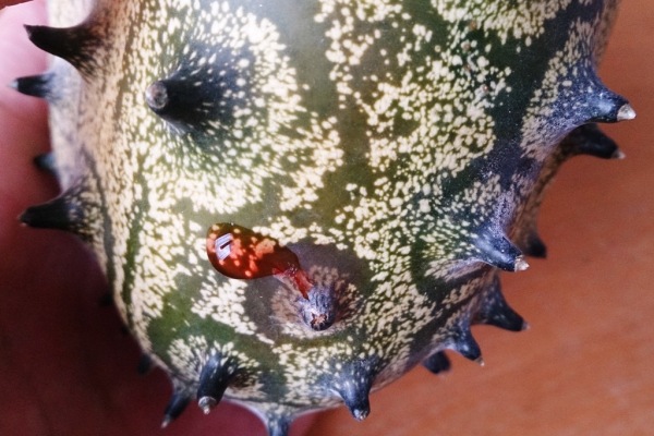 kiwano003